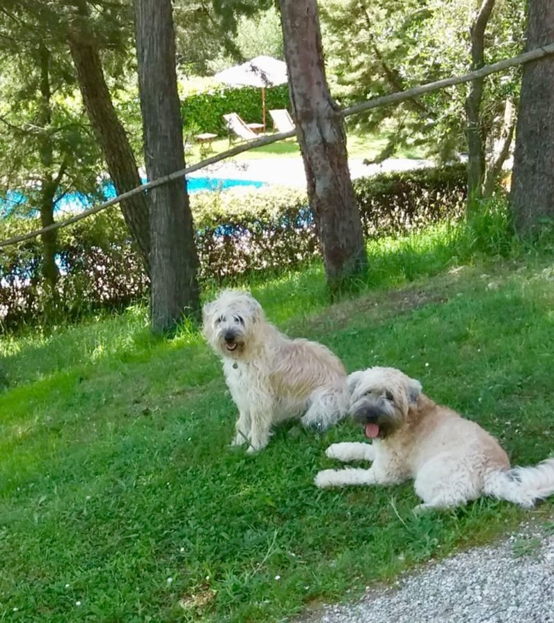 pet-friendly-4-1