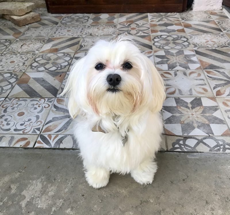 yoda-agriturismo